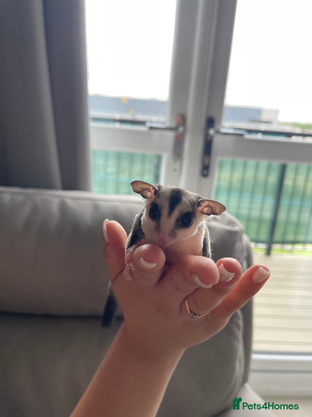 Sugar Glider rodents for sale: Male and Female Sugar Glider Siblings - Image 11