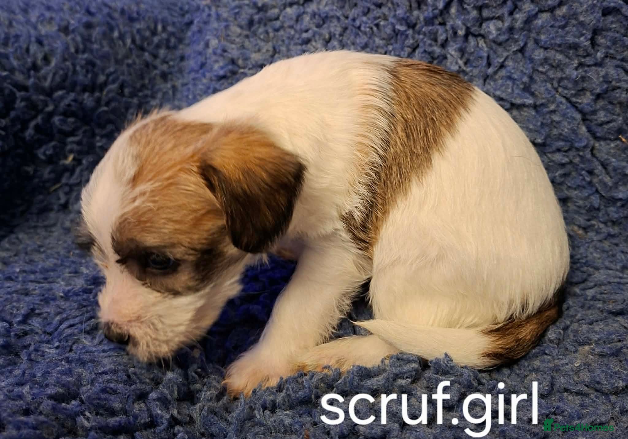 Jackapoo dogs JACKAPOO PUPPIES - Advert 11