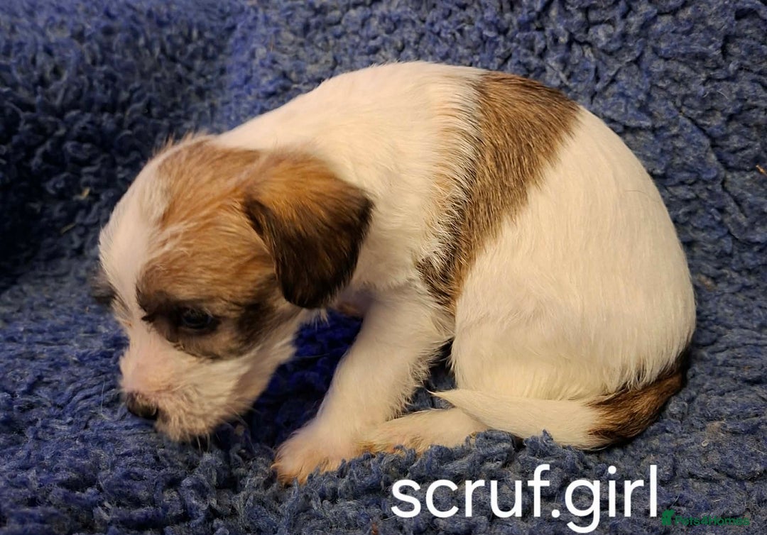 Jackapoo dogs for sale: JACKAPOO PUPPIES - Advert 3