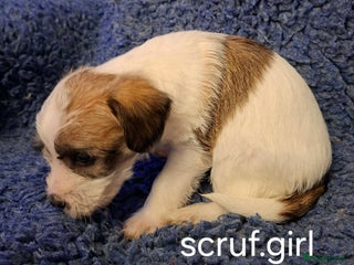 Jackapoo dogs JACKAPOO PUPPIES - Advert 4