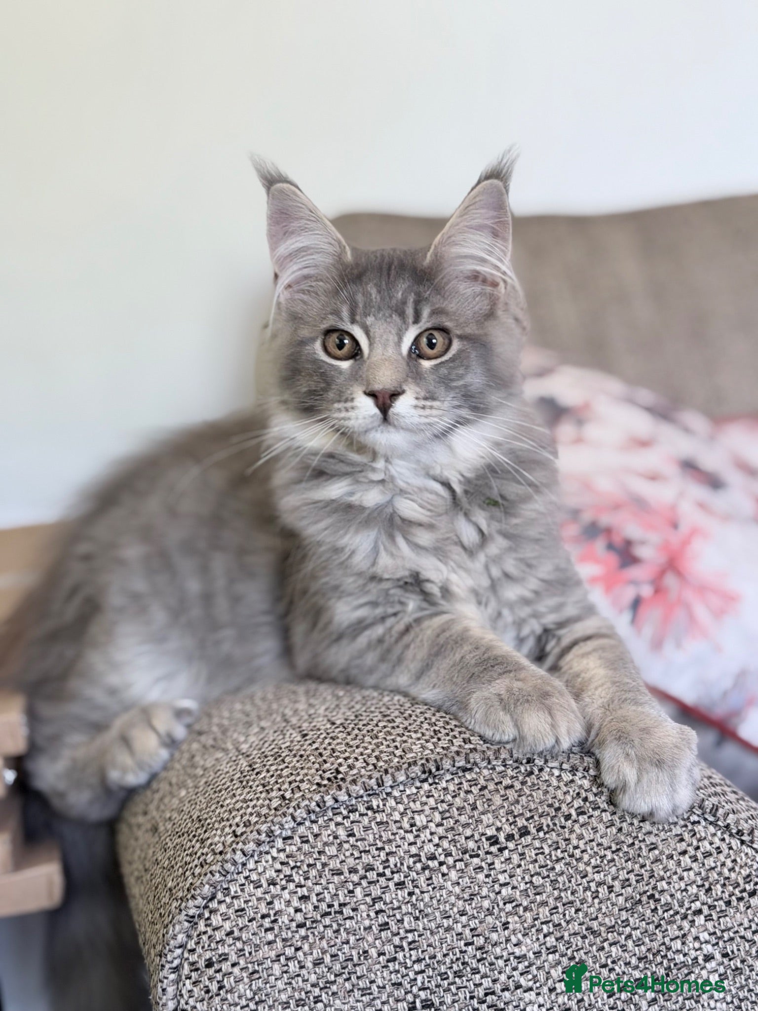 Maine Coon cats Purebred Maine Coon Kittens.Blue,Black Smoke,Tabby - Advert 1