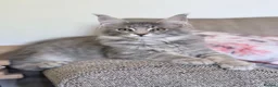 Maine Coon cats for sale: Purebred Maine Coon Kittens.Blue,Black Smoke,Tabby - Advert 6