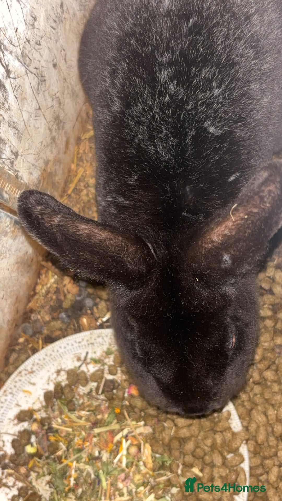 New Zealand rabbits for sale: Female white rabbit male black rabbit  - Advert 3