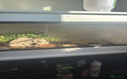 Leopard Gecko reptiles for sale: Leopard gecko with full set up included  - Image 3