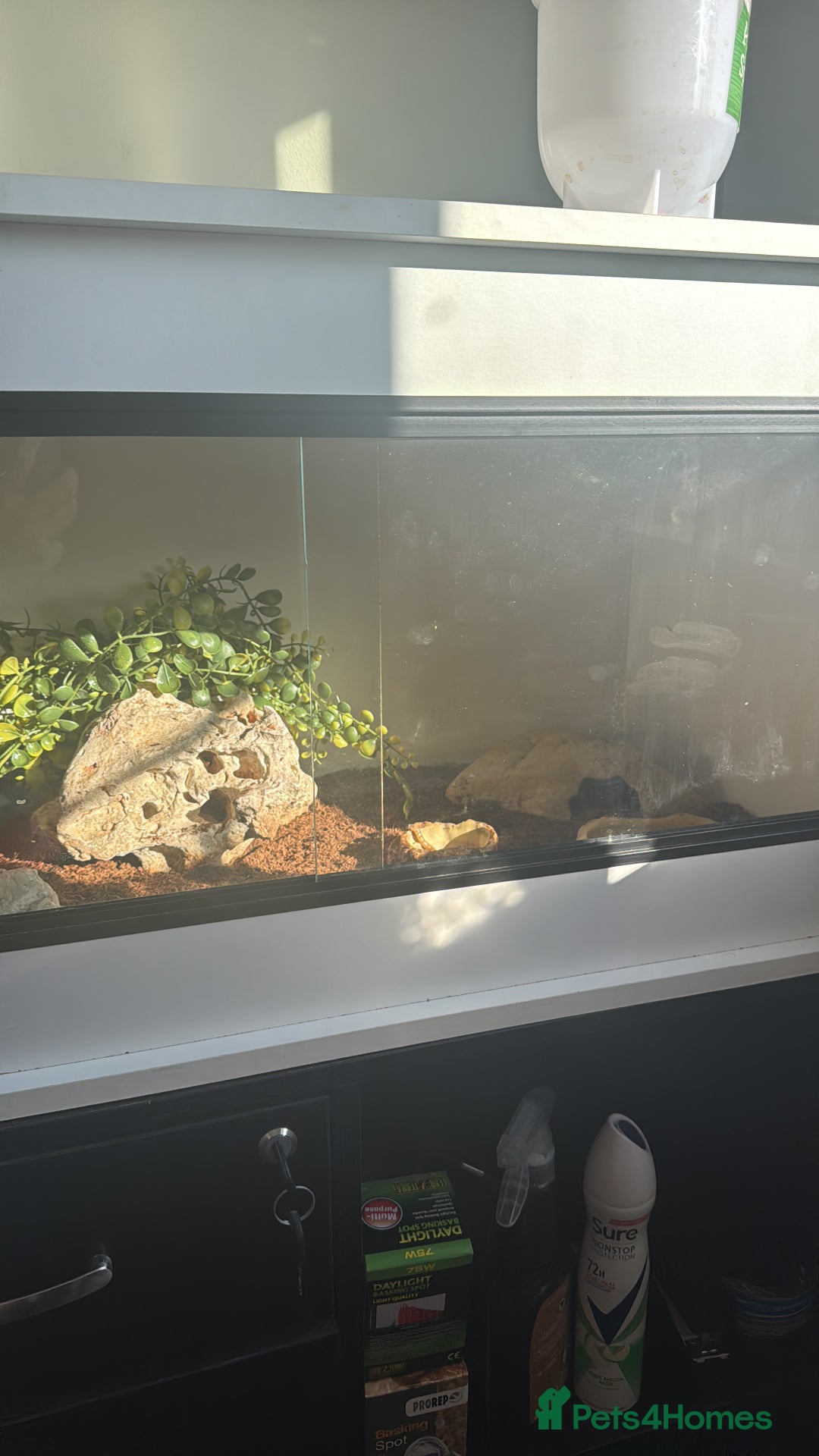 Leopard Gecko reptiles for sale: Leopard gecko with full set up included  - Image 3