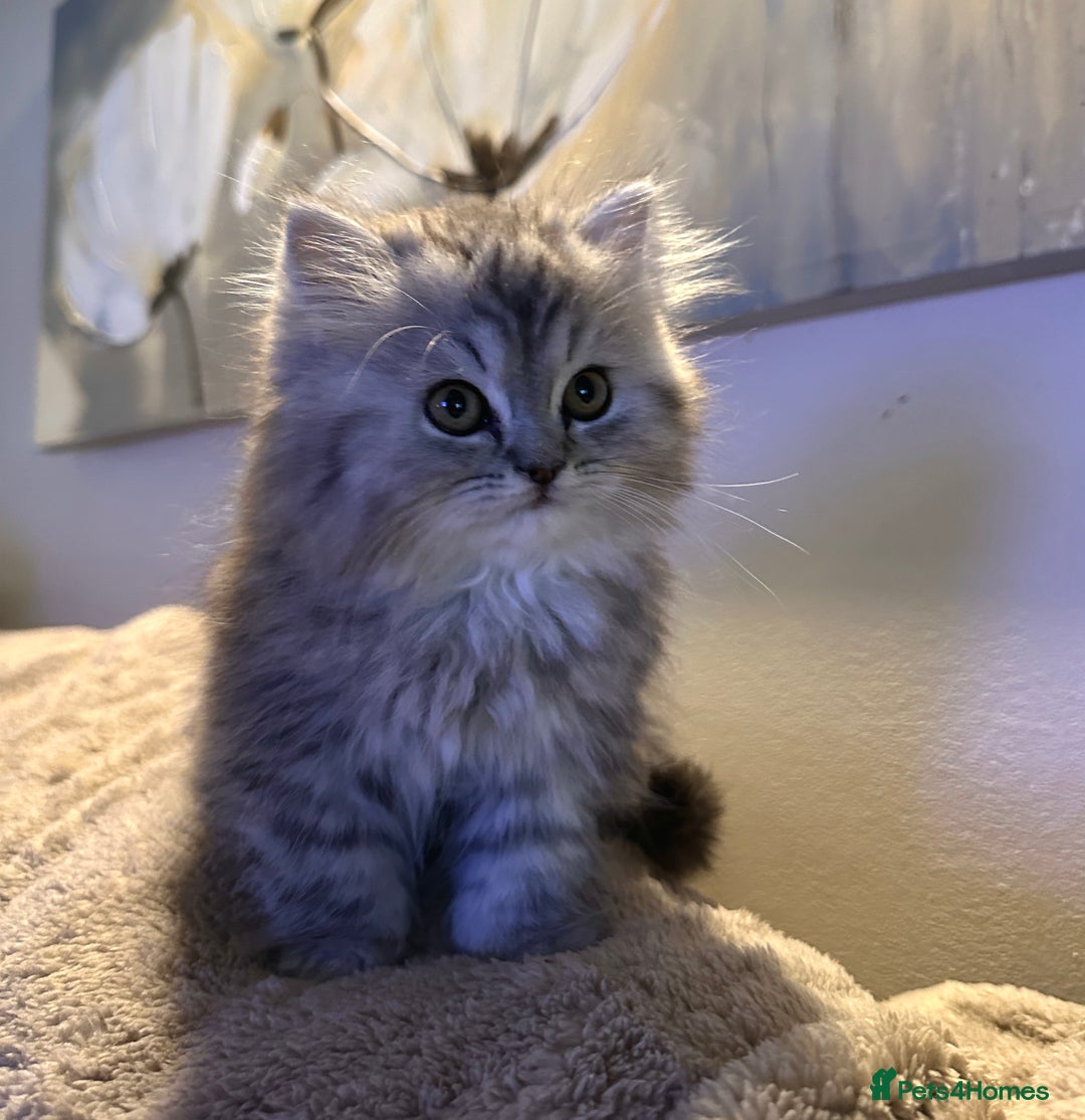 Persian cats for sale: 3 gorgeous, mischievous baby boys💙 - Advert 12