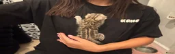 Bengal cats for sale: Gorgeous Bengal kittens  in Cambridge - Advert 11