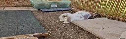 Mixed Breed rabbits for sale: Female Rabbit (Lilly) – Forever Home Wanted - Advert 3