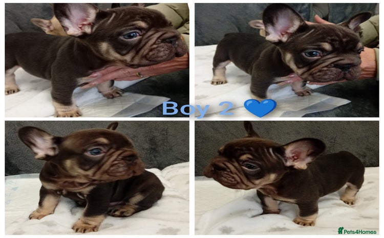 French Bulldog dogs - Advert 3