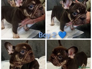 French Bulldog dogs - Advert 27