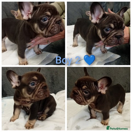 French Bulldog dogs - Advert 12