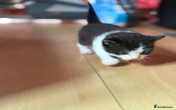 Brazilian Shorthair cats for sale: Kitten 🐈‍⬛  - Image 24