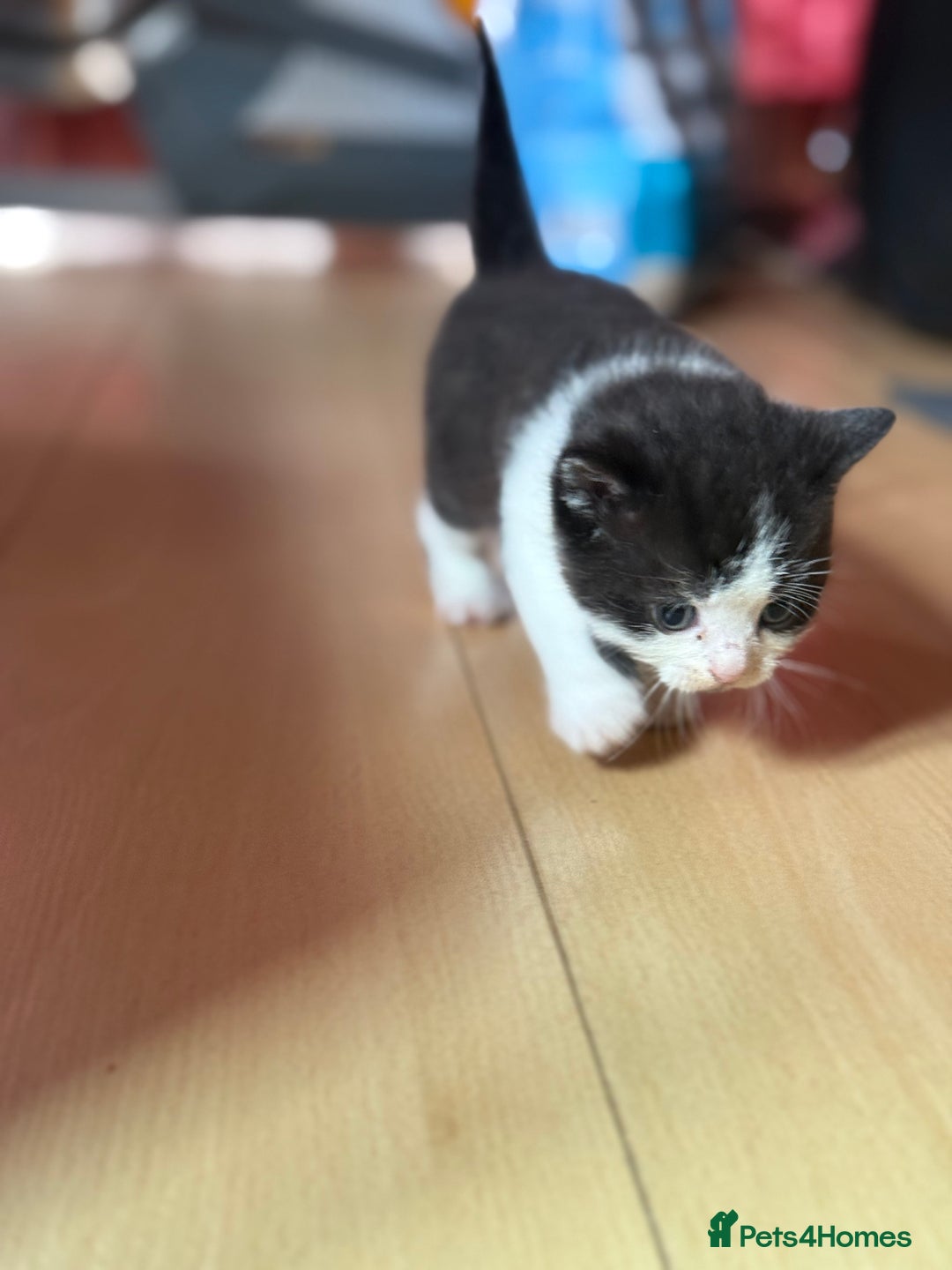 Brazilian Shorthair cats for sale: Kitten 🐈‍⬛  - Image 24