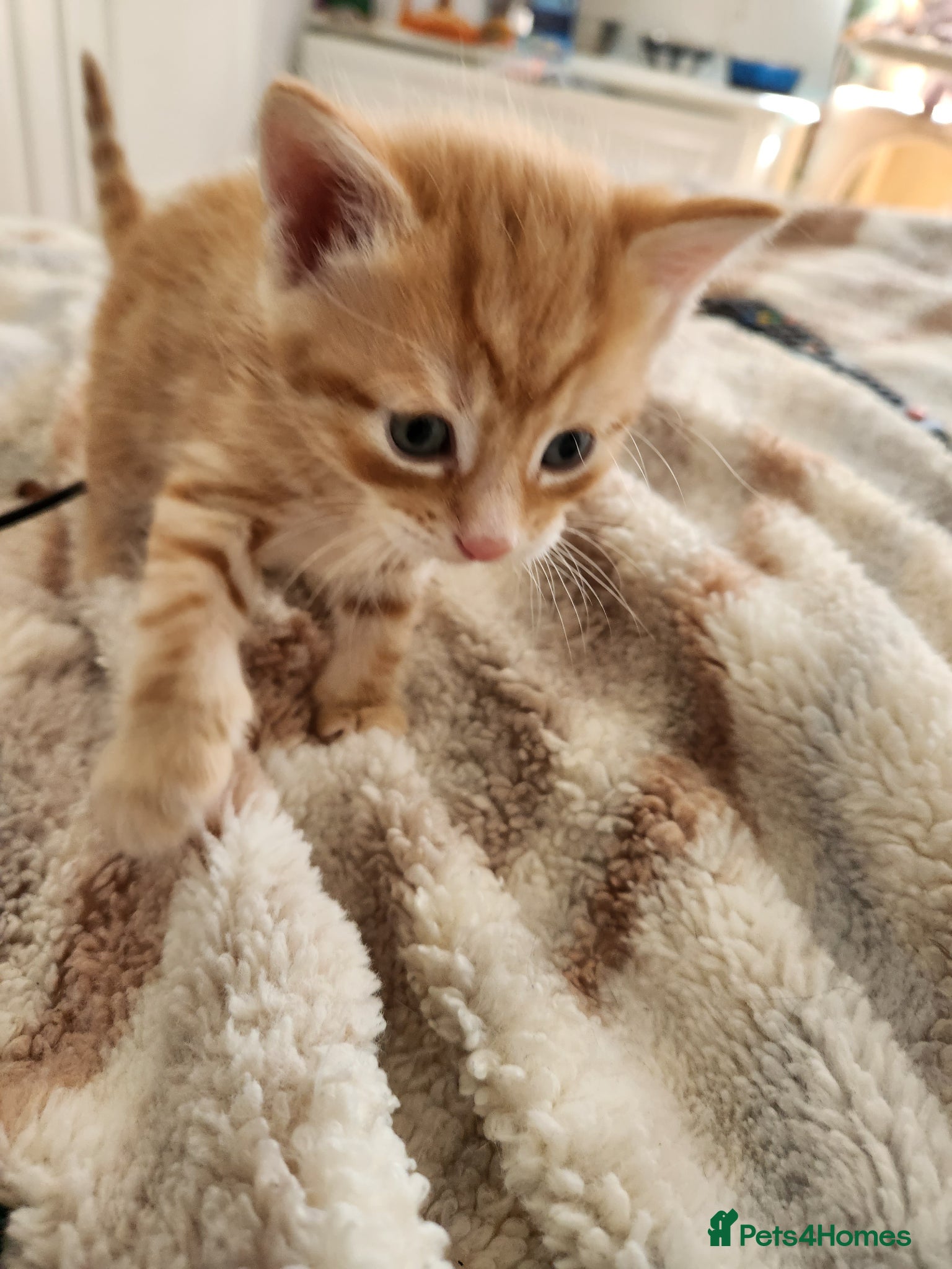 Mixed Breed cats Mixed breed kittens - Advert 1