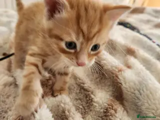 Mixed Breed cats Mixed breed kittens - Advert 1