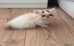 Persian cats for sale: Persian kittens ready now  - Image 17
