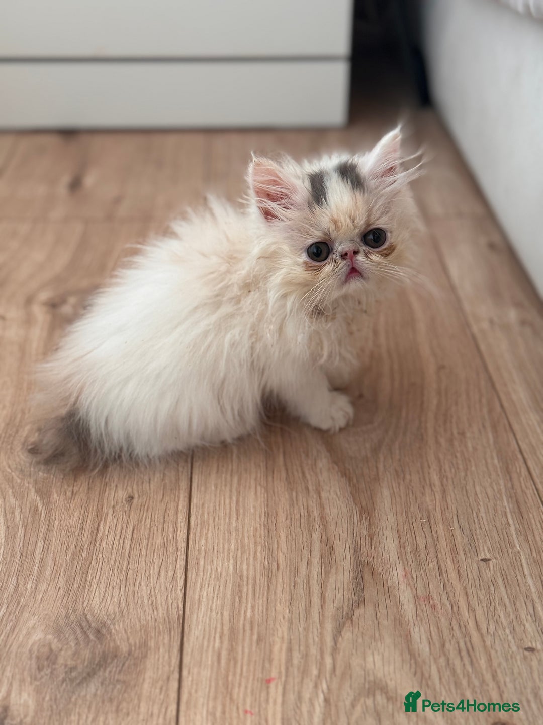 Persian cats for sale: Persian kittens ready now  - Image 17