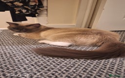 Ragdoll cats for sale: Stunning pure ragdoll male ❤️ - Image 2