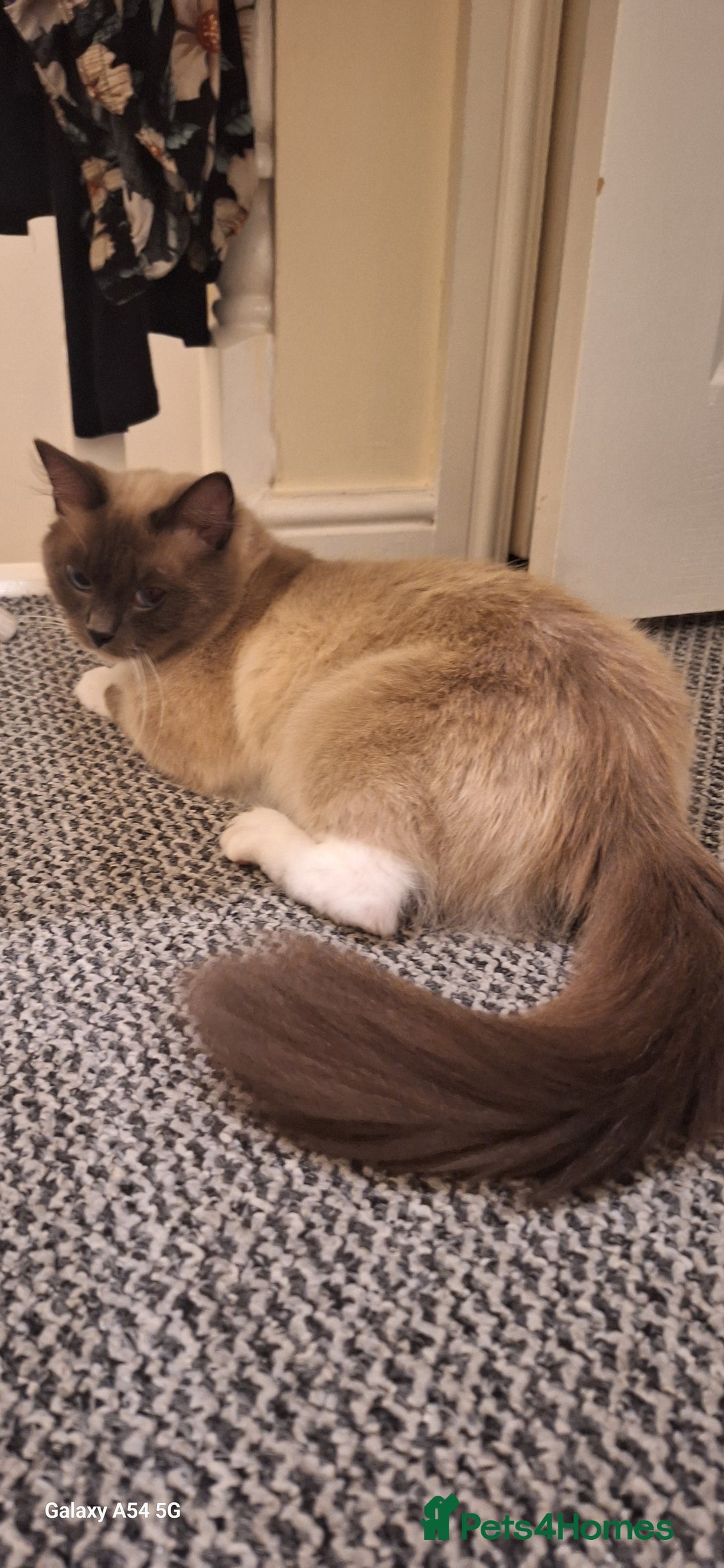 Ragdoll cats for sale: Stunning pure ragdoll male ❤️ - Image 2