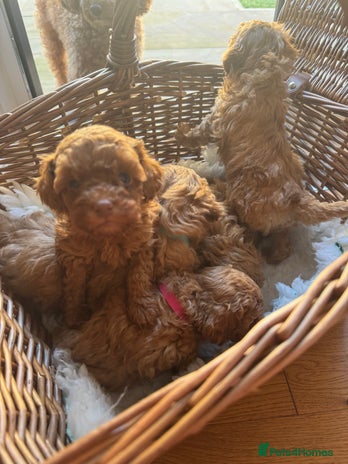 Toy Poodle dogs - Advert 5