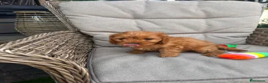 Cavapoo 3