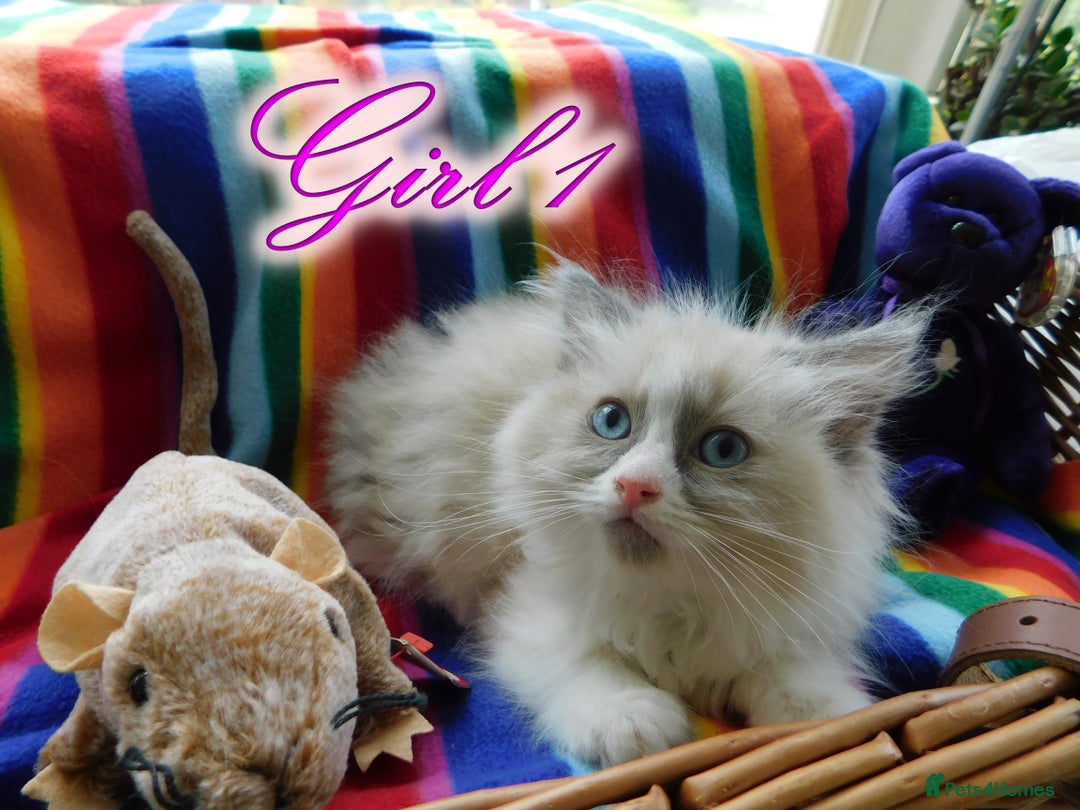 Ragdoll cats for sale: Stunning Ragdoll Kittens.... READY NOW - Image 11