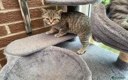 British Shorthair cats for sale: BSH Pedigree Chunky Kittens Chocolate/Gold striped - Image 5
