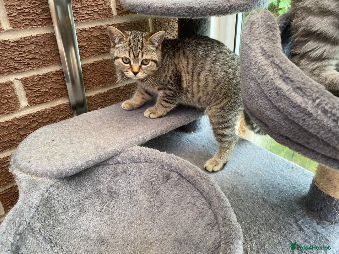 British Shorthair cats for sale: BSH Pedigree Chunky Kittens Chocolate/Gold striped - Image 5