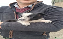 Border Collie dogs for sale: Border Collies  - Image 9