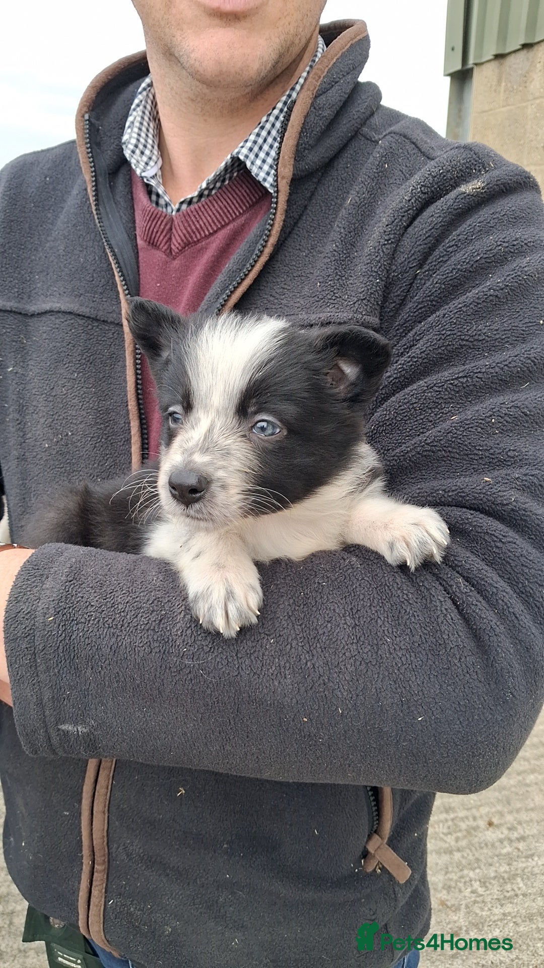 Border Collie dogs for sale: Border Collies  - Image 9