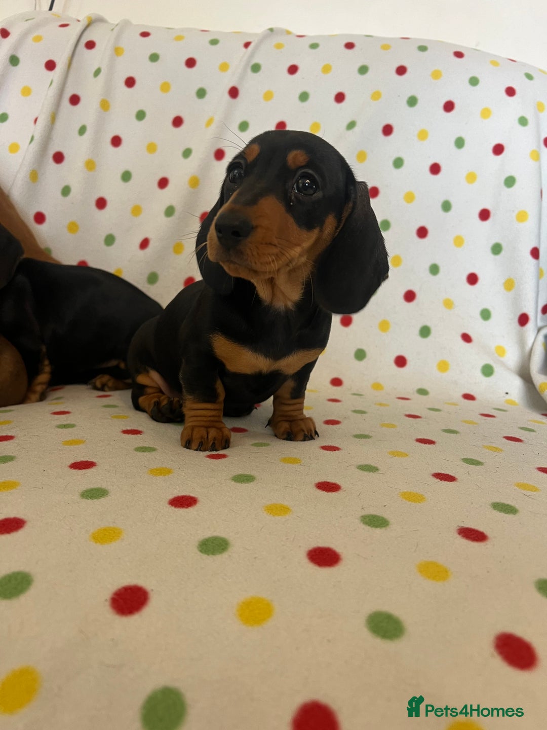 Miniature Dachshund dogs for sale: Miniature dachshund puppies - Image 5