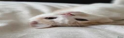 Mixed Breed cats for sale: These are exceptional kittens. - Advert 23