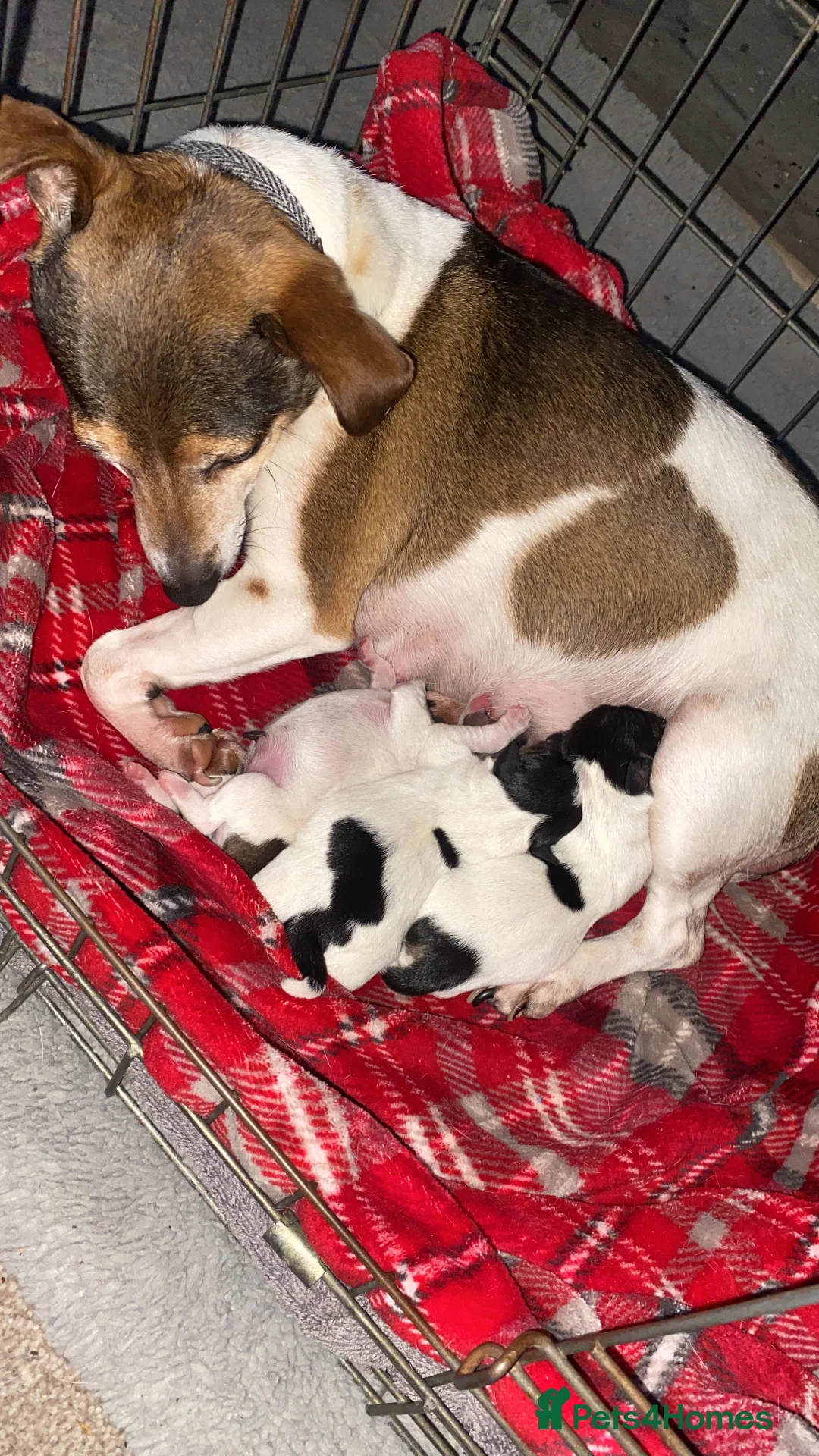 Jack Russell dogs for sale: Jack Russell Puppies in Rossendale - Advert 5