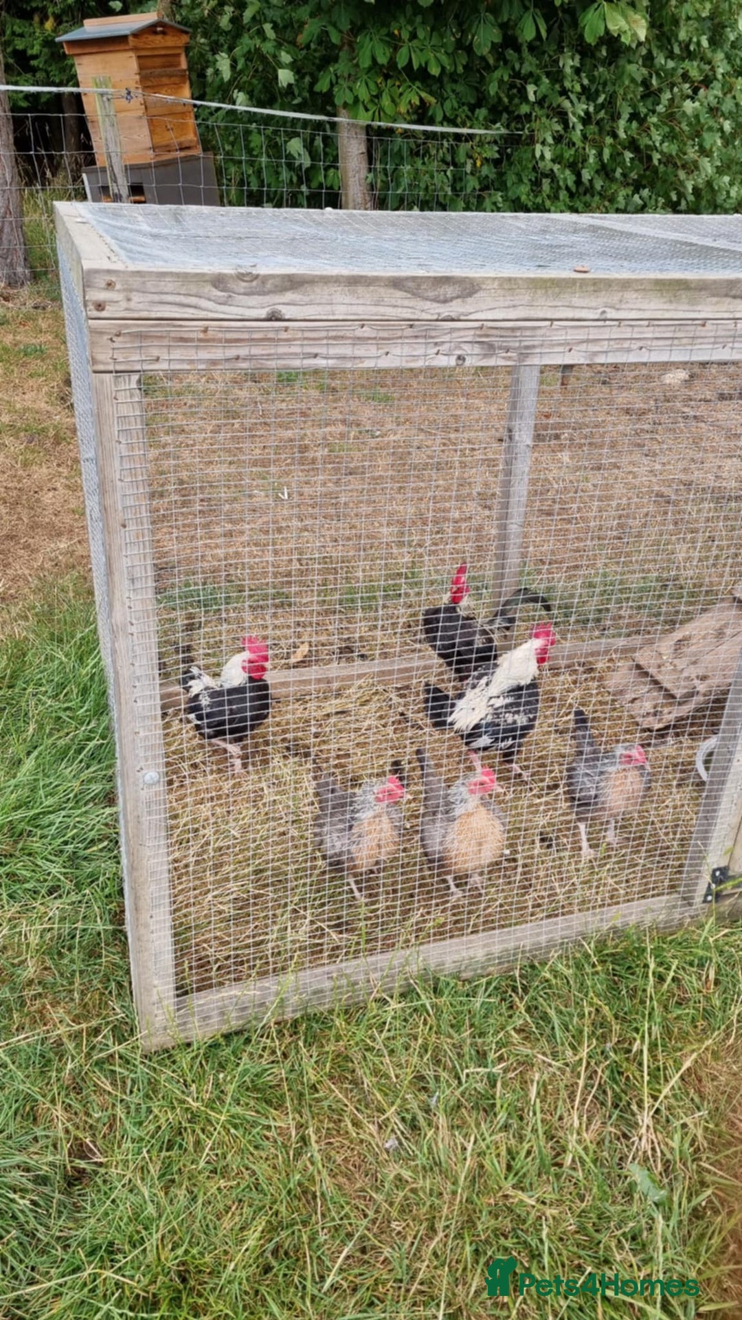 Chickens poultry for sale: Old English Game Bantams - Image 3