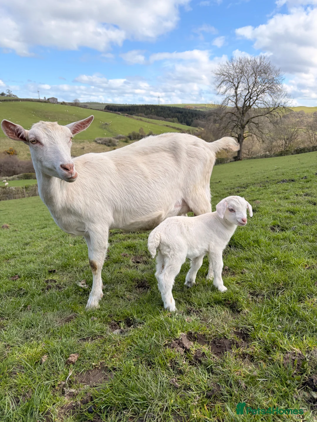 Goats livestock for sale: Beautiful female kid goat - Advert 3
