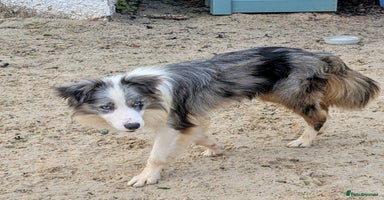 Border Collie dogs - Advert 4