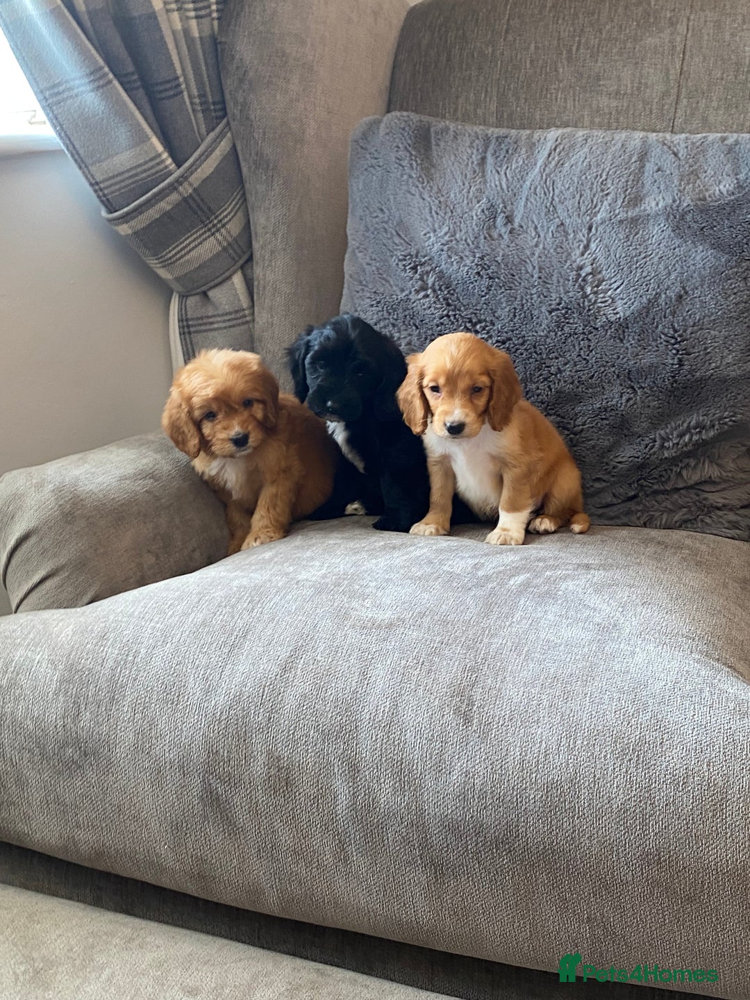 Cockapoo dogs for sale: Beautiful cockapoo - Image 12