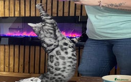 Bengal cats for sale: Sensational Silver Bengal boy requires new family  - Image 21