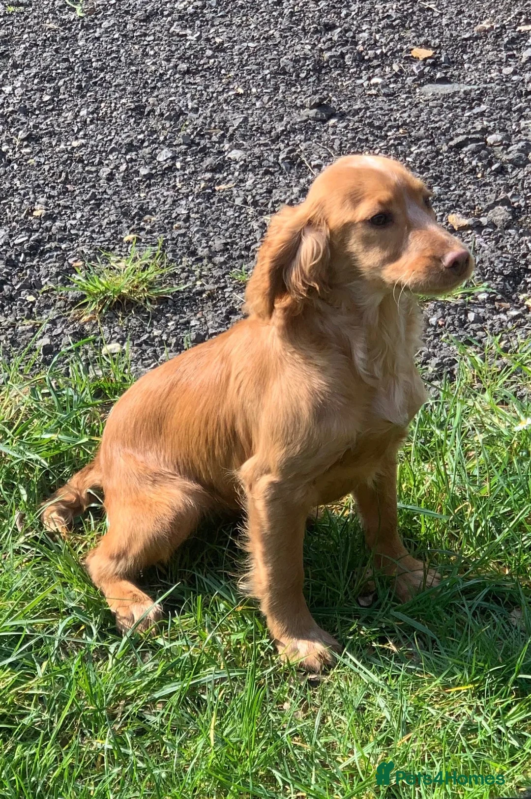 Cocker Spaniel dogs for sale: Beige cocker spaniel  - Advert 1