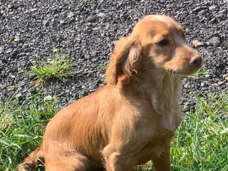 Cocker Spaniel dogs Beige cocker spaniel - Advert 2