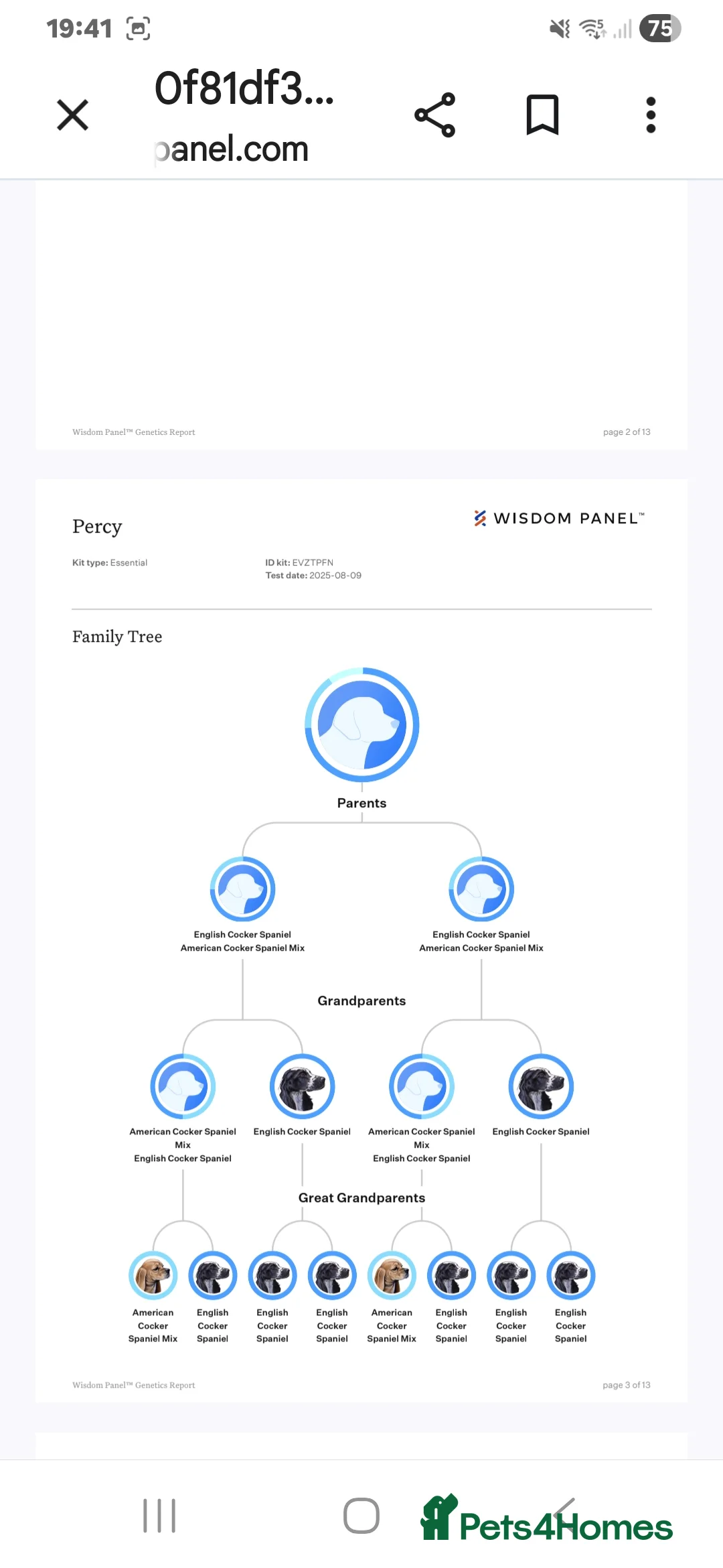 Cocker Spaniel dogs for stud: Cocker spaniel for stud - Advert 9