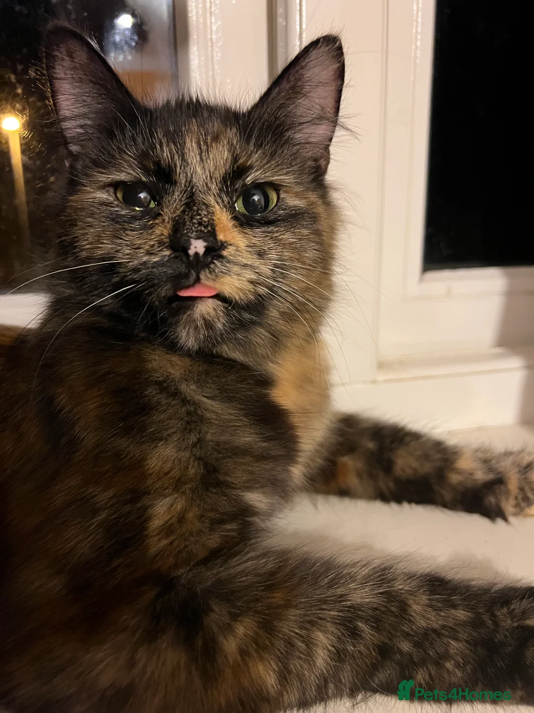 Mixed Breed cats for sale: My gorgeous boys  in Loughborough - Advert 4