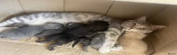Bengal cats for sale: Bengal Cross Tabby - Advert 1