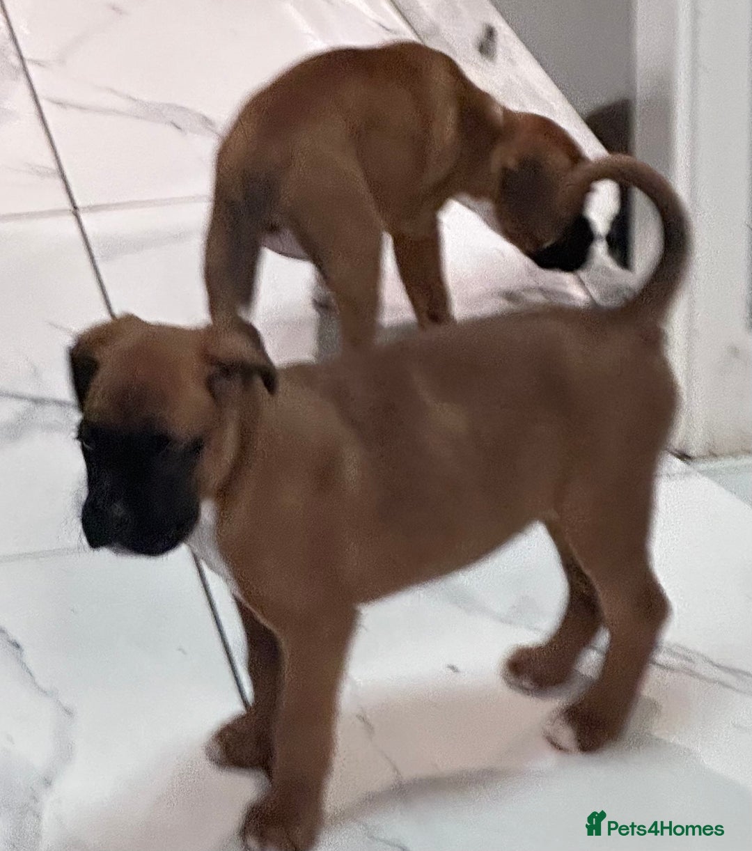 Boxer dogs for sale: Last female boxer looking for there new  home  - Advert 12
