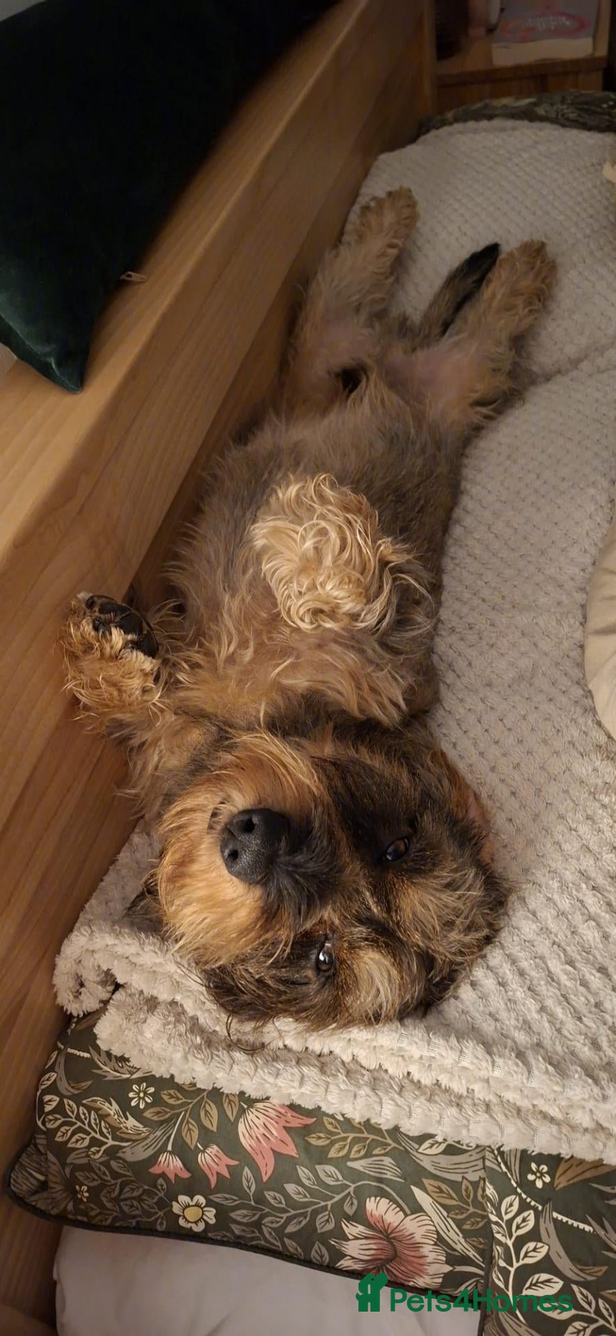 Dachshund dogs Wirehaired dachshund for stud - Advert 2