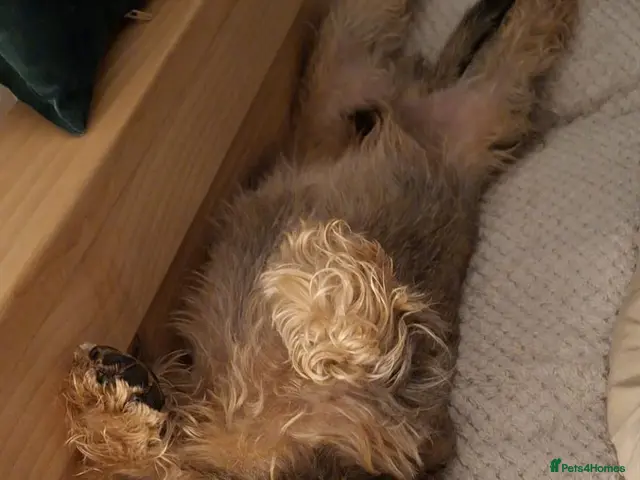 Dachshund dogs Wirehaired dachshund for stud - Advert 2