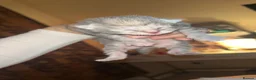 American Shorthair cats for sale: 3 adorable kittens for sale🐱 - Advert 8