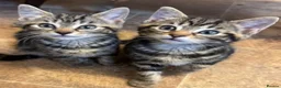 Savannah cats for sale: Stunning Savannah cross kittens, mum TICA reg - Advert 7