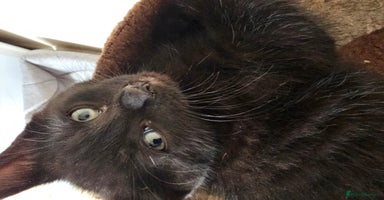 Mixed Breed cats - Advert 14