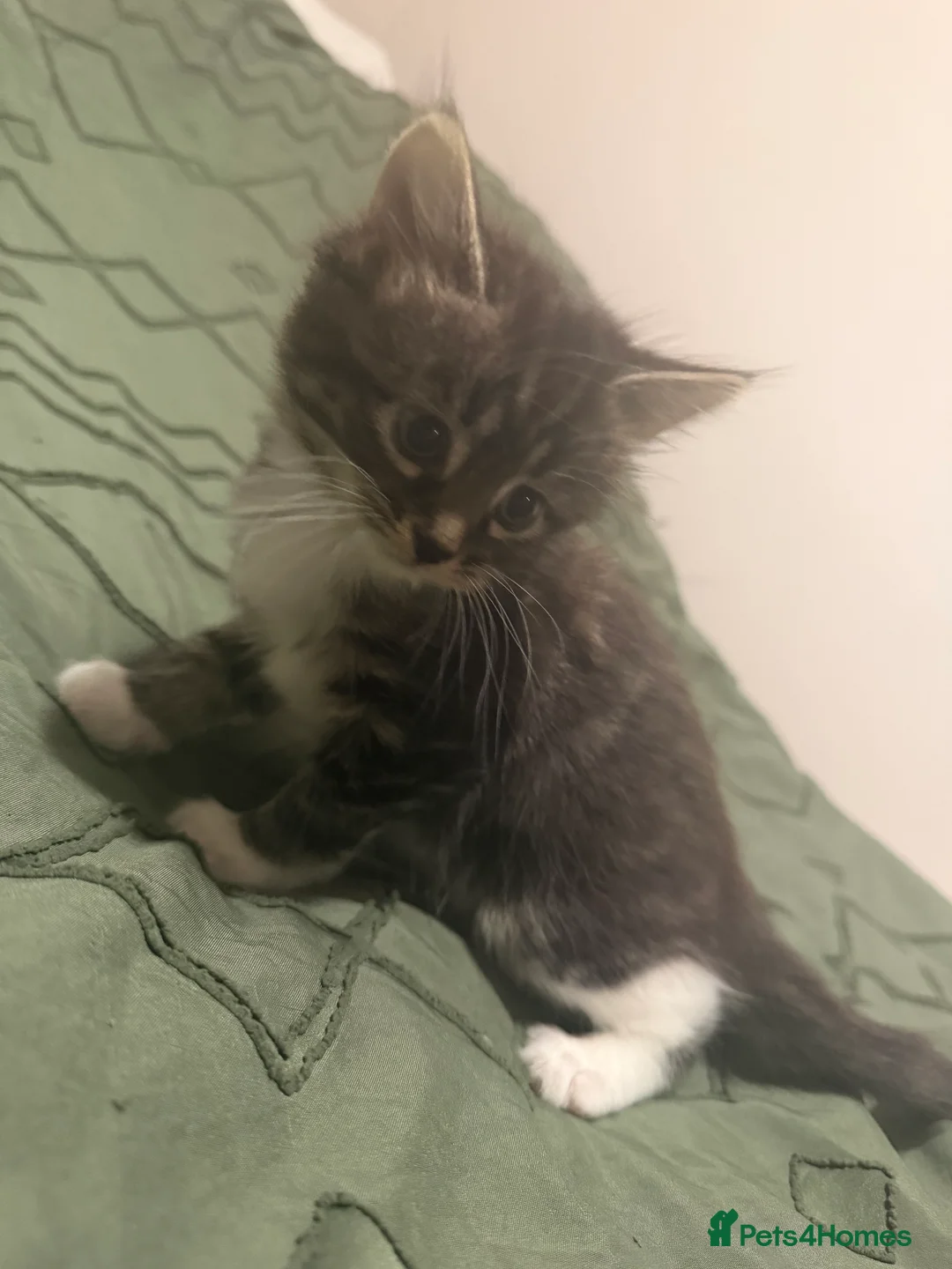 Domestic Shorthair cats for sale: Tabby female and ginger male kittens - Advert 2